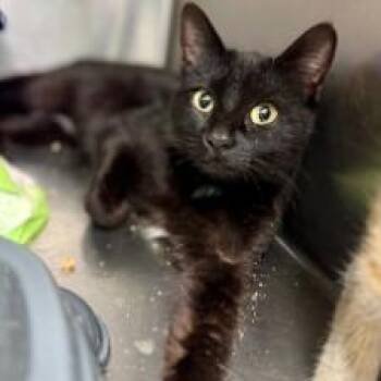 Domestic Short Hair Cats Available for Adoption - Toast | PetCurious