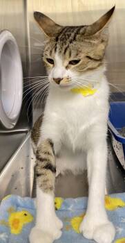 Eugenia -  Domestic Short Hair and Tabby Cat for Adoption in Fargo, North Dakota - Eugenia | PetCurious