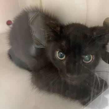 T Bone -  Domestic Short Hair Cat for Adoption in Columbus, Georgia - T Bone | PetCurious