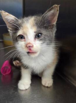 Domestic Short Hair Cats Available for Adoption in Ocala, Florida - Fanta | PetCurious
