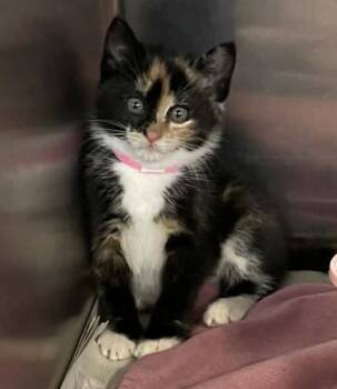 Domestic Short Hair Cats Available for Adoption in Parma, Ohio - Puma | PetCurious