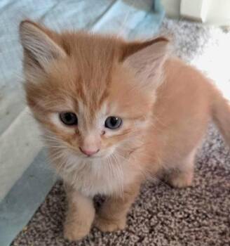 Domestic Short Hair Cats Available for Adoption - Buddha | PetCurious