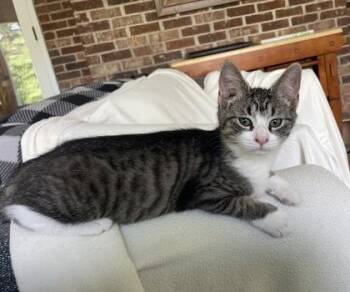 Mittens $75 fostered -  Domestic Short Hair Cat for Adoption in Seneca, South Carolina - Mittens $75 Fostered | PetCurious