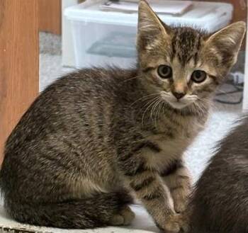 Bisqkitten -  Domestic Short Hair Cat for Adoption - Bisqkitten | PetCurious