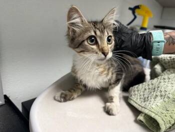 SUMAC -  Domestic Medium Hair Cat for Adoption in Antioch, California - SUMAC | PetCurious