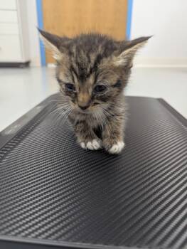 Rescue Domestic Short Hair Cats for Adoption in Hartsville, South Carolina - Rivene | PetCurious