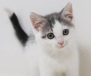 Daisy is our poofy puffball of princesses -  Turkish Van and Russian Blue Cat for Adoption in Bedford Hills, New York - Daisy Is Our Poofy Puffball Of Princesses | PetCurious