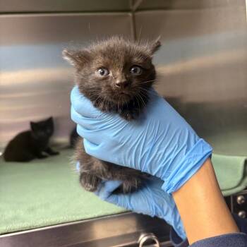 Billy Butcher -  Domestic Short Hair Cat for Adoption in Newark, New Jersey - Billy Butcher | PetCurious