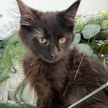 Icon Mojet 56400 -  Domestic Medium Hair Cat for Adoption in Eaton Rapids, Michigan - Icon Mojet 56400 | PetCurious