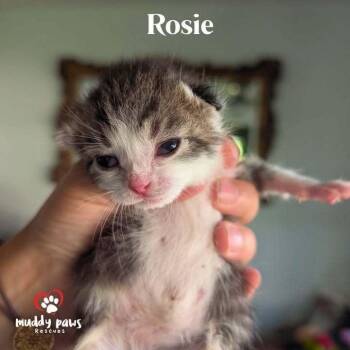 Gold & Girls:  Rosie -  Domestic Medium Hair Cat for Adoption in Council Bluffs, Iowa - Gold & Girls:  Rosie | PetCurious