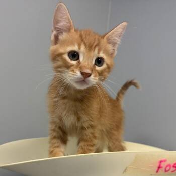 Reed -  Domestic Short Hair Cat for Adoption in Columbus, Georgia - Reed | PetCurious