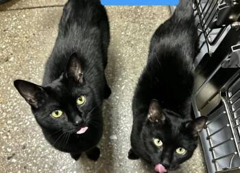 Sonny and Cher -  Domestic Short Hair Cat for Adoption in Wantagh, New York - Sonny And Cher | PetCurious