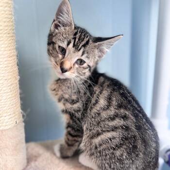 Domestic Short Hair Cats Available for Adoption in Brownsboro, Alabama - Tully | PetCurious