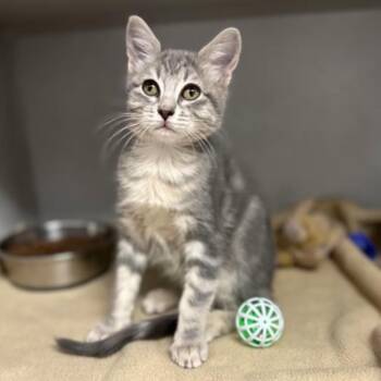 -Early -  Tabby and Domestic Short Hair Cat for Adoption in Red Bluff, California - -Early | PetCurious