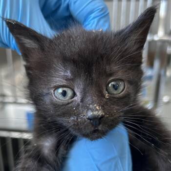 Saturn -  Domestic Short Hair Cat for Adoption in Newark, New Jersey - Saturn | PetCurious