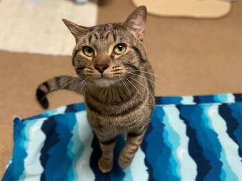 Domestic Short Hair Cats Available for Adoption in Fort Wayne, Indiana - TIGRE | PetCurious