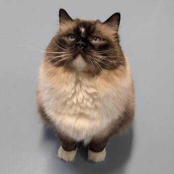 Ragdoll and Domestic Medium Hair Cats Available for Adoption in Brownsboro, Alabama - Storm | PetCurious