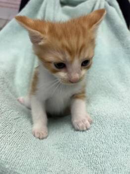 Domestic Short Hair Cats Available for Adoption in Rosenberg, Texas - ZION | PetCurious