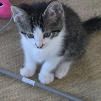 Domestic Short Hair Cats Available for Adoption in Wichita, Kansas - Calipso | PetCurious