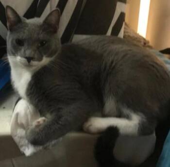 Rescue Domestic Short Hair Cats for Adoption in Columbia, South Carolina - Silver | PetCurious