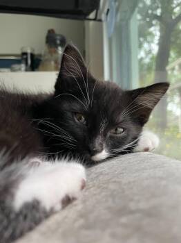 Matea Murdock -  Domestic Short Hair Cat for Adoption in Bloomington, Indiana - Matea Murdock | PetCurious