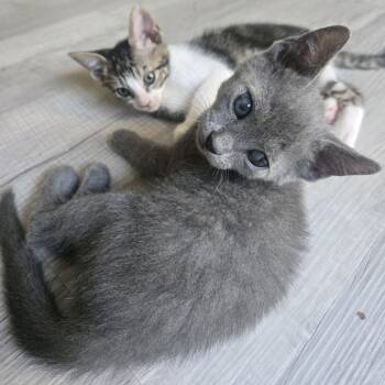 Ewout -  Domestic Short Hair Cat for Adoption in Peachtree City, Georgia - Ewout | PetCurious