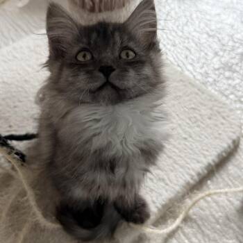 Amora -  Domestic Medium Hair Cat Available for Adoption in Abbotsford, British Columbia - Amora | PetCurious