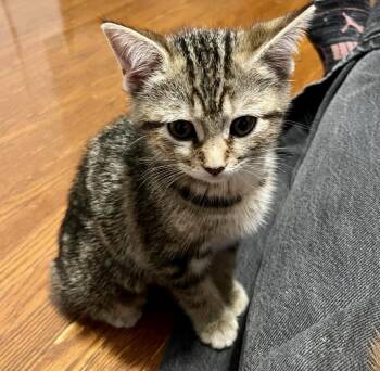 Noodles -  Tabby and Domestic Short Hair Cat for Adoption in Vaughan, Ontario - Noodles | PetCurious