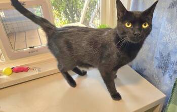Zephyr -  Domestic Short Hair Cat for Adoption in Vancouver, Washington - Zephyr | PetCurious