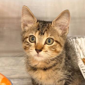 Georgia -  Domestic Short Hair Cat for Adoption in West Palm Beach, Florida - Georgia | PetCurious