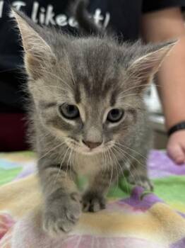 Shrek -  Domestic Short Hair Cat for Adoption in Fishers, Indiana - Shrek | PetCurious