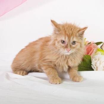 Mango-C -  Domestic Long Hair Cat for Adoption in East St. Louis, Illinois - Mango-C | PetCurious