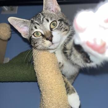 Murphy -  Domestic Short Hair Cat for Adoption in Bayonne, New Jersey - Murphy | PetCurious