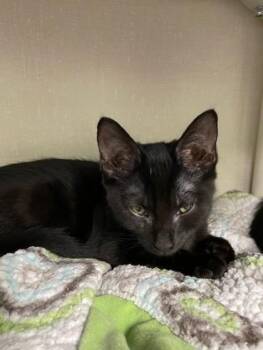 Salem -  Domestic Short Hair Cat for Adoption in Erin, Ontario - Salem | PetCurious