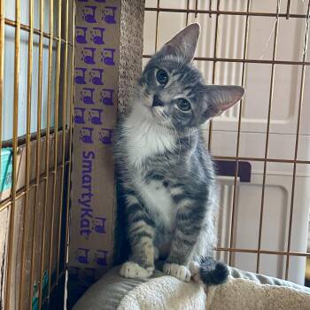 Rescue Domestic Short Hair Cats for Adoption in Los Angeles, California - Shark | PetCurious