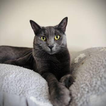 Domestic Short Hair Cats Available for Adoption in Buffalo, New York - Ava | PetCurious