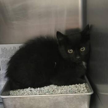 Aperol Spritz -  Domestic Short Hair Cat for Adoption in Salt Lake City, Utah - Aperol Spritz | PetCurious