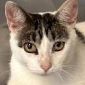 Freebie -  Domestic Short Hair Cat for Adoption in Brenham, Texas - Freebie | PetCurious