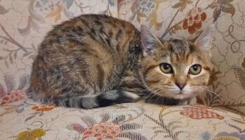 Rescue Domestic Short Hair Cats for Adoption in Clymer, Pennsylvania - Sophia | PetCurious