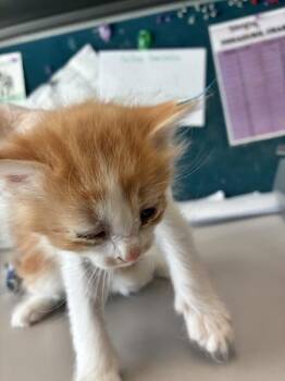 *Carrots* -  Domestic Medium Hair Cat for Adoption in Salt Lake City, Utah - *Carrots* | PetCurious