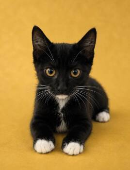 Tanya -  Domestic Short Hair Cat for Adoption in Columbia, Tennessee - Tanya | PetCurious