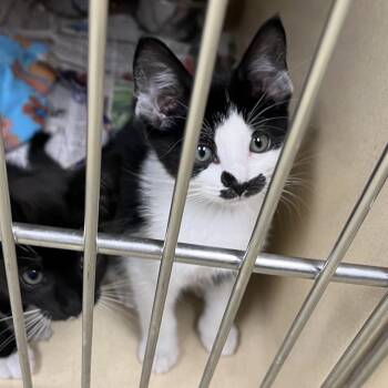 Professor -  Tabby and Tuxedo Cat for Adoption in Clarksville, Virginia - Professor | PetCurious