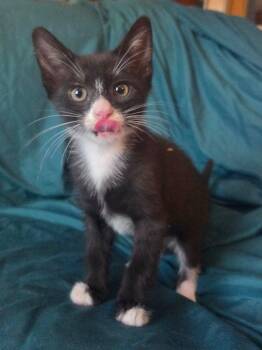Garbanzo -  Domestic Short Hair Cat for Adoption in Raleigh, North Carolina - Garbanzo | PetCurious