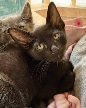 Domestic Short Hair Cats Available for Adoption in Novato, California - Lance | PetCurious