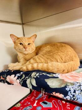 Theodore -  Domestic Short Hair Cat for Adoption in Midland, Michigan - Theodore | PetCurious