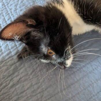 Chi -  Domestic Short Hair Cat for Adoption in Kenosha, Wisconsin - Chi | PetCurious