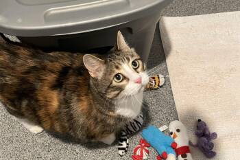 Domestic Short Hair Cats Available for Adoption in Lincoln, Nebraska - Mollie | PetCurious