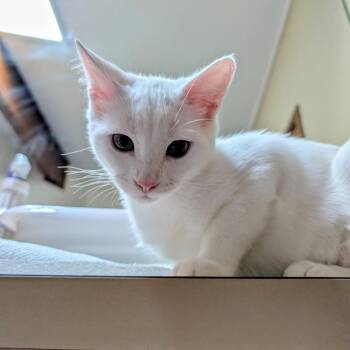 Trudi -  Domestic Short Hair Cat for Adoption in Wheeling, Illinois - Trudi | PetCurious