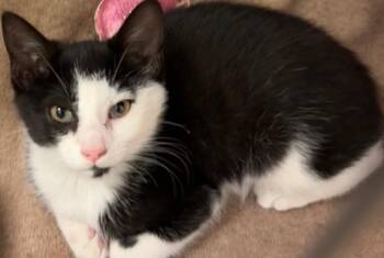 NEMO -  Domestic Short Hair Cat for Adoption in Elizabethton, Tennessee - NEMO | PetCurious