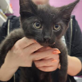 Austin -  Domestic Short Hair Cat for Adoption in Pittsburgh, Pennsylvania - Austin | PetCurious